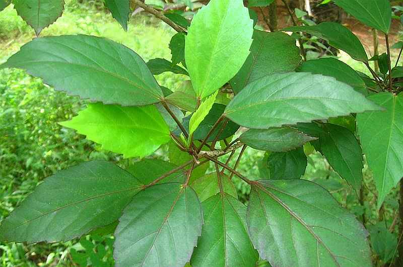 Hibiscus leaves powder - 50g